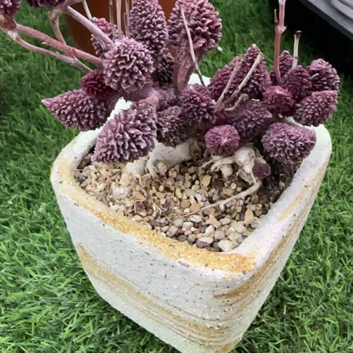 大忧朱紫玉多肉植物的