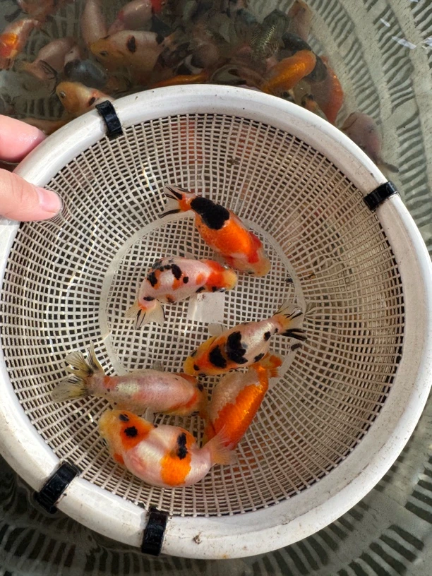 商品兰寿苗水墨重墨五花三色樱花奶牛红牛齐赛