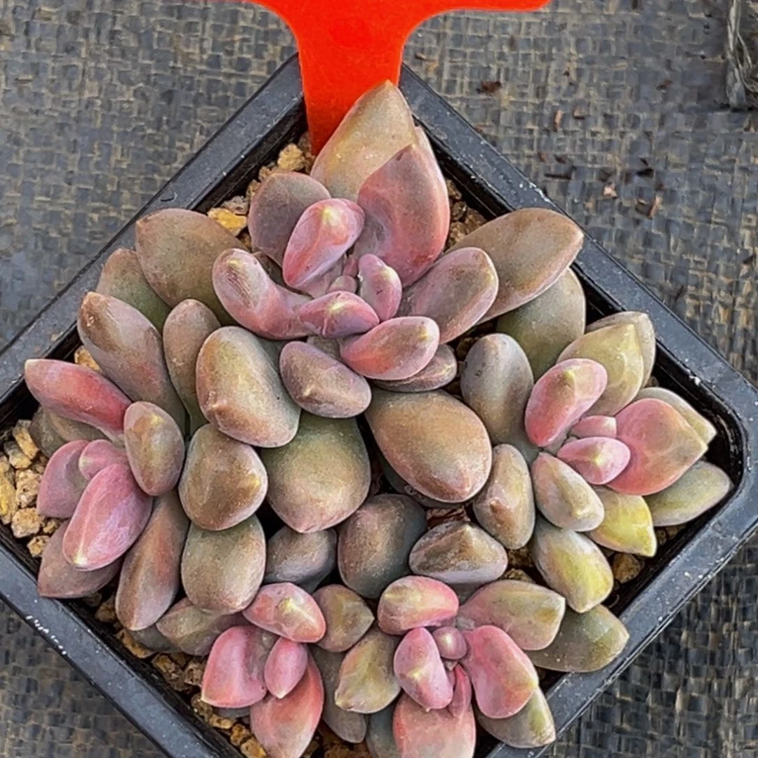 2648号上午多肉植物群生多肉植物