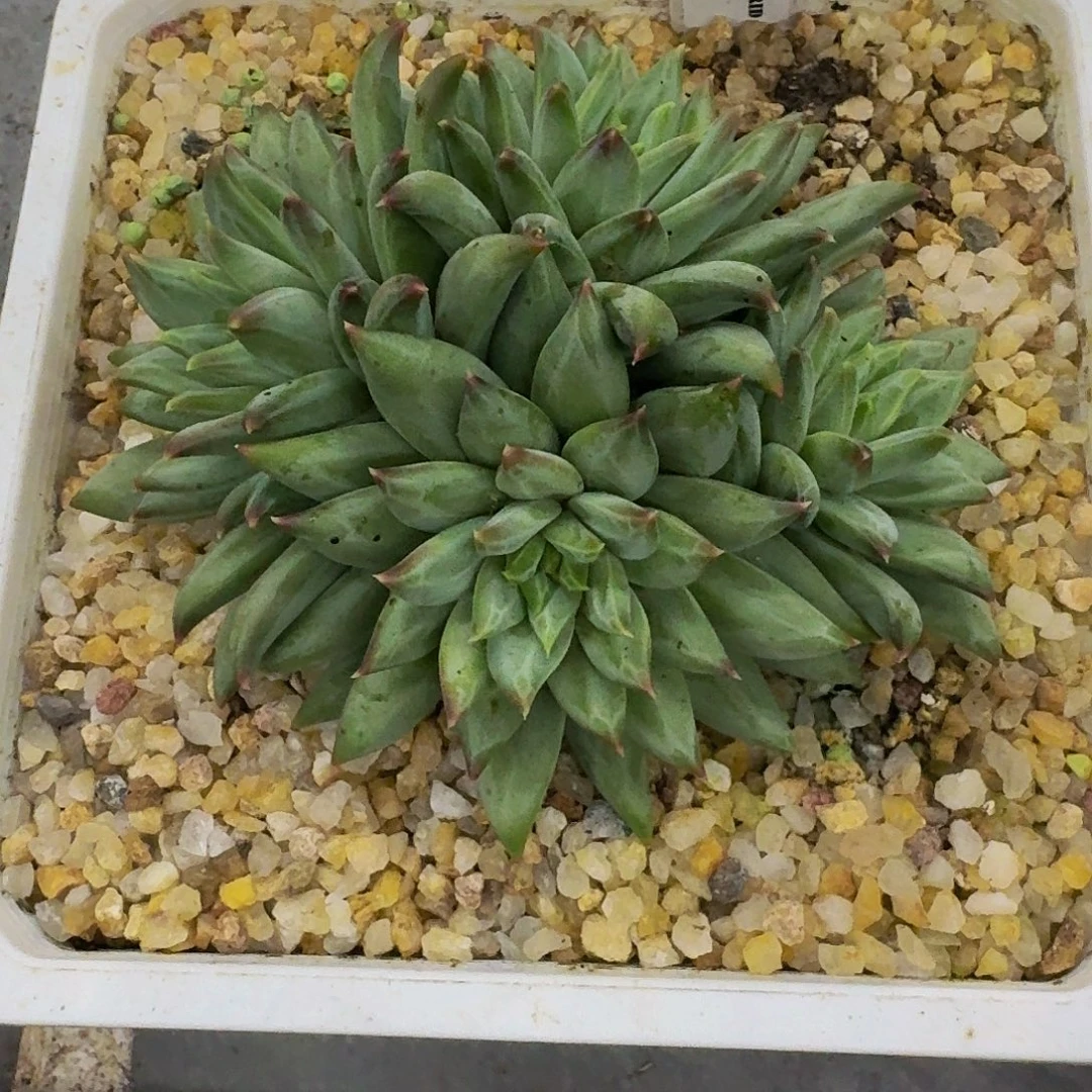 美人杂交 一物一拍