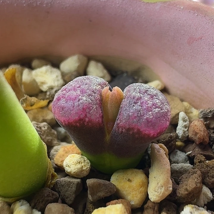 森****单头风铃一物一拍尺寸小