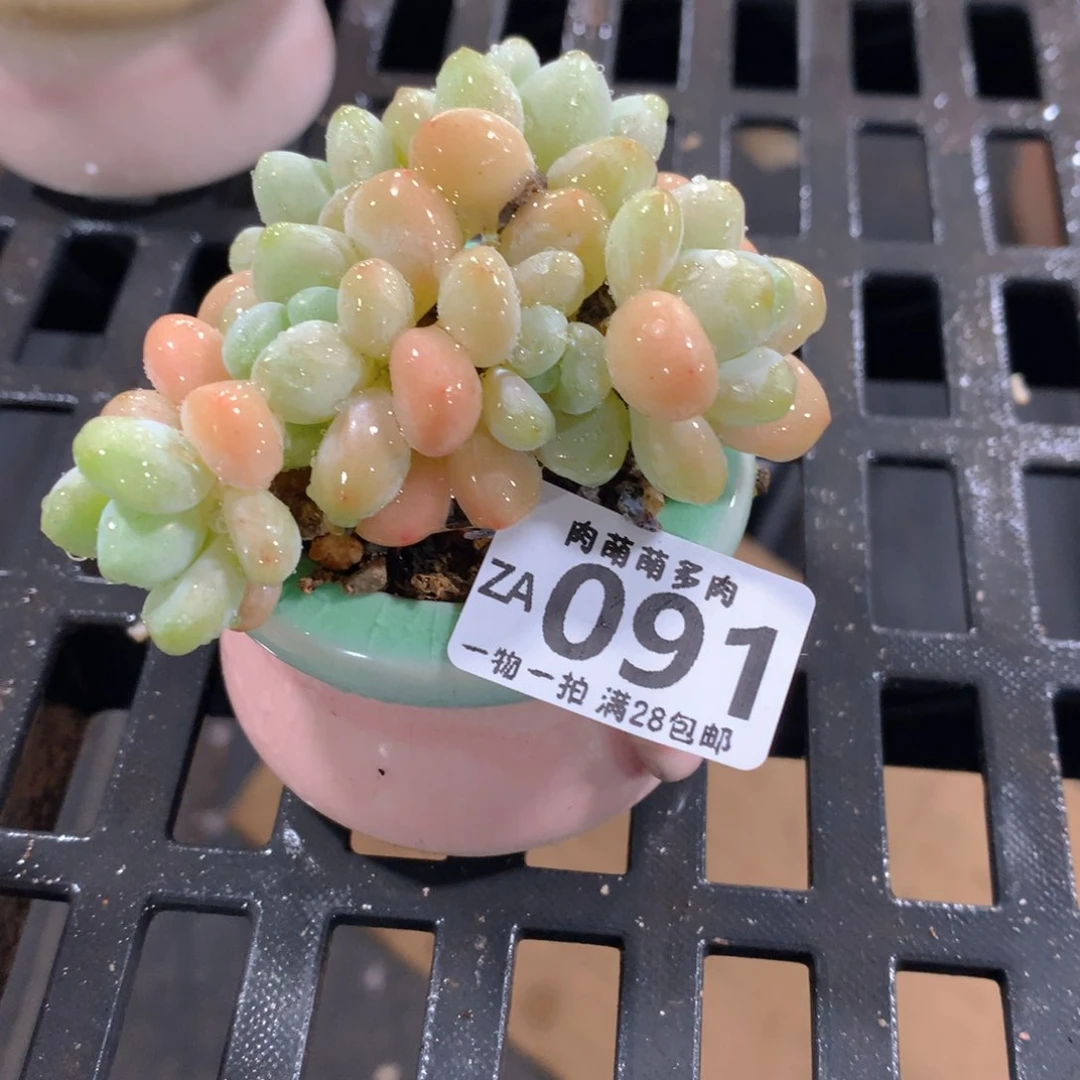 肉萌萌拇指盆精控多肉ZA091