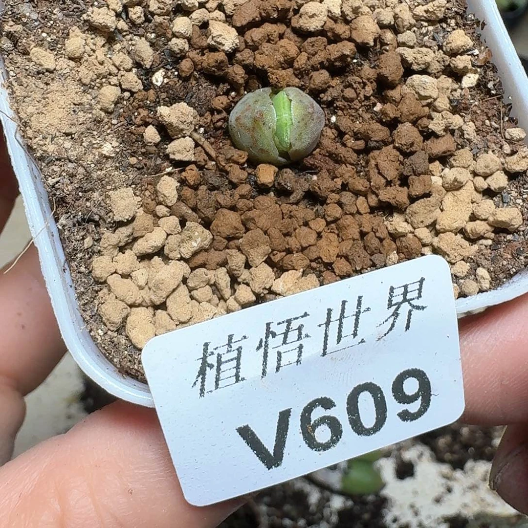 609盒多肉植物哇fv