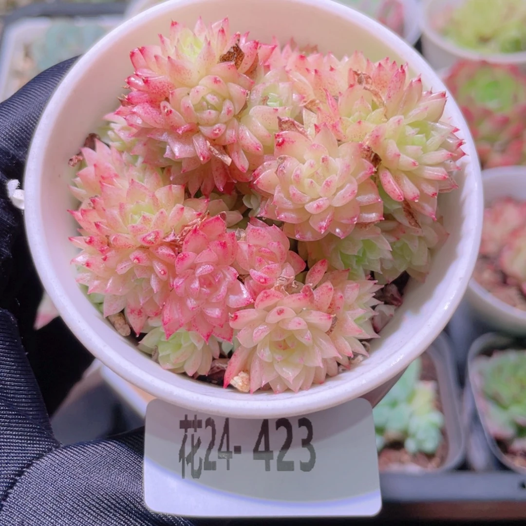 花利美24-423麦秆