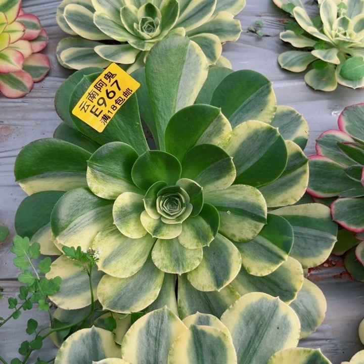 每***心香炉盘白锦967多肉植物