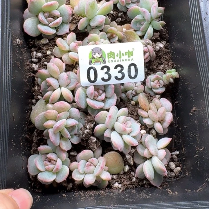 葫***子多肉植物多肉植物