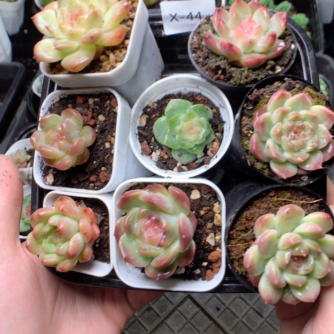 杏***子无花朵X44英语英语英语英语英语英语英语