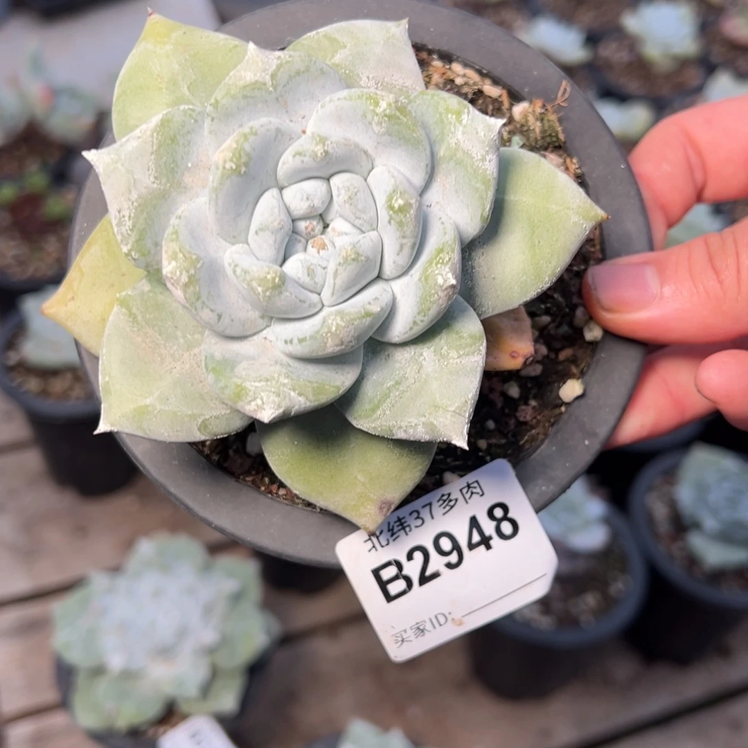 2948哈哈哈哈哈哈哈哈哈