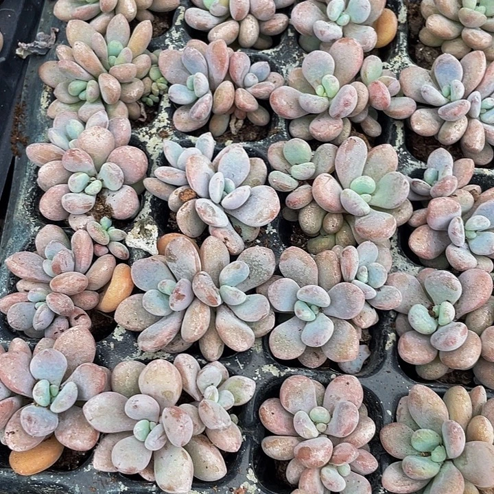 小粉兔1元带土发货