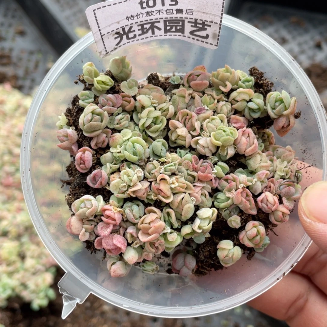 t013特价欧泊一份