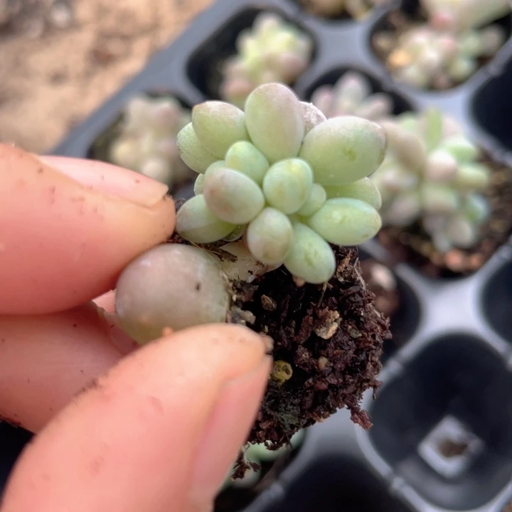 一我一拍满18包邮