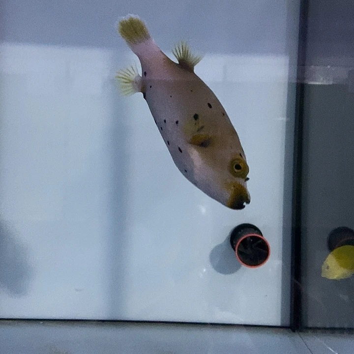 海水鱼海水观赏鱼狗头