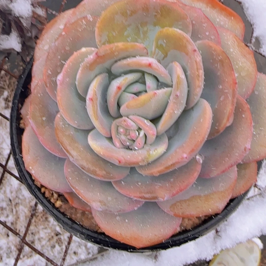 【闪购商品】正版奶茶