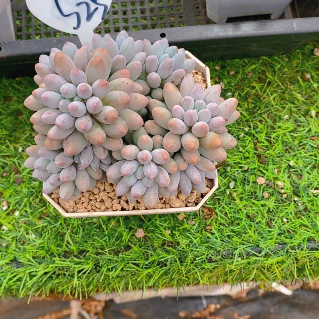 灿***烂婴儿手指群多肉植物