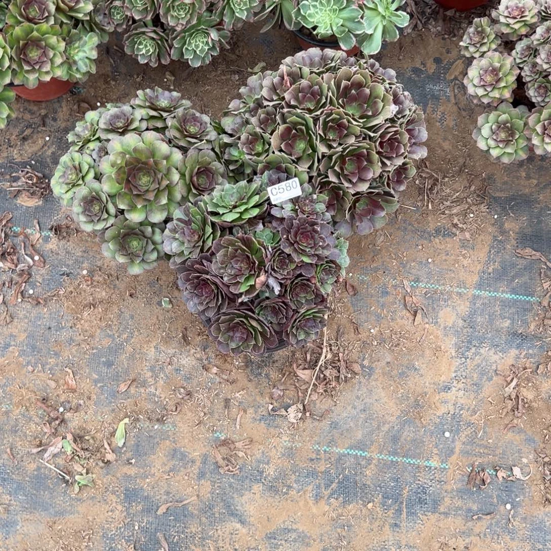 云***肉580三颗组合多肉植物法师