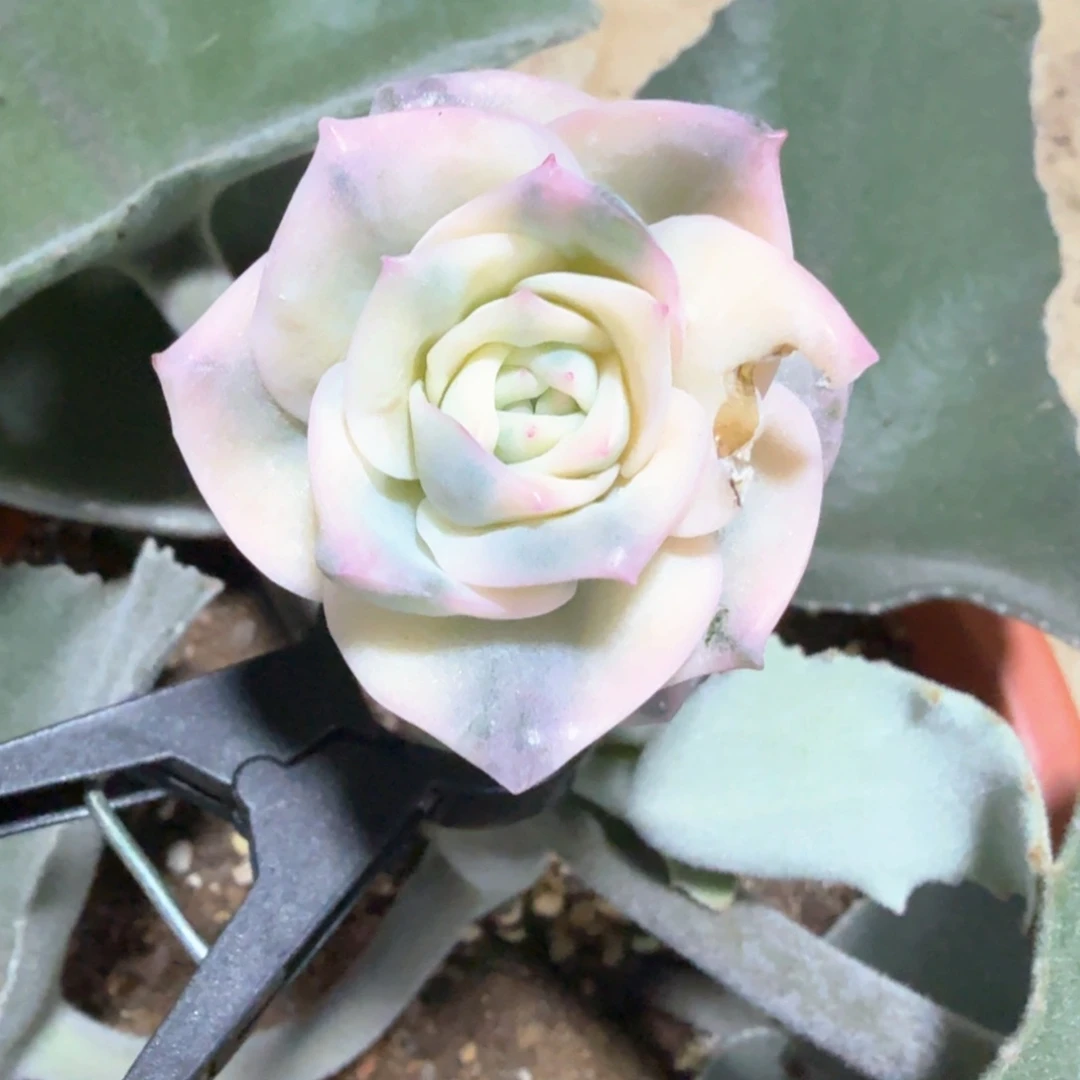 做***到无花朵做不到可爱玫瑰彩锦