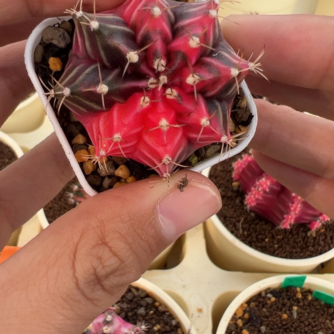 428 好看的米哈冲冲冲