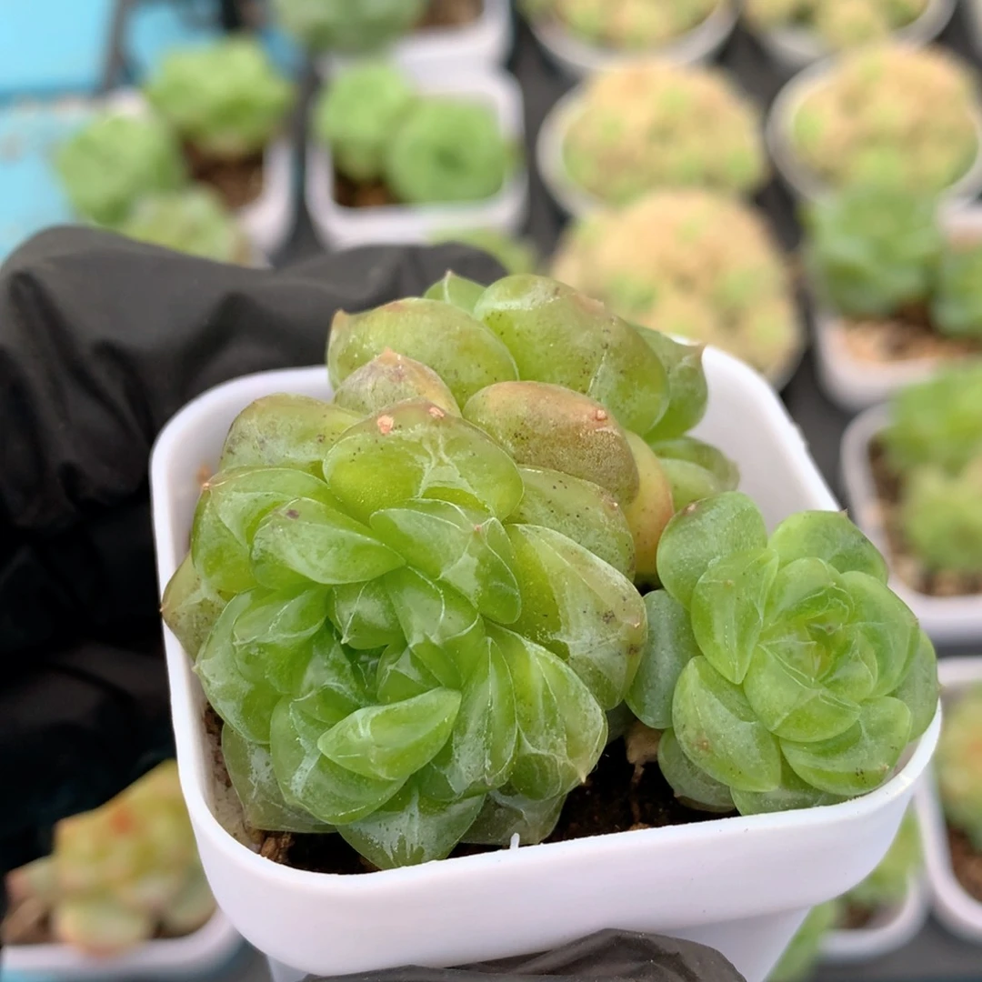 58包邮  群生不包整 110
