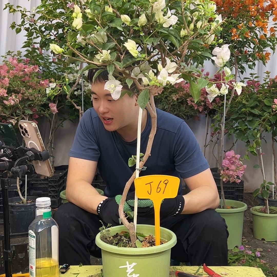 萧***思当前无花栽培后可以开花J69苹果花