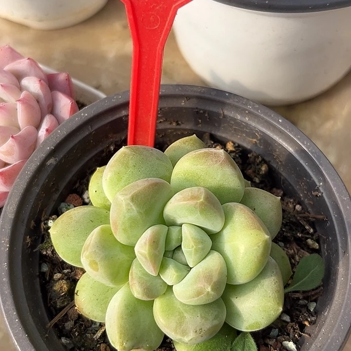 X系多肉植物一物一拍717