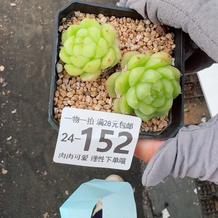 灯泡珍妮无盆土发货无盆土