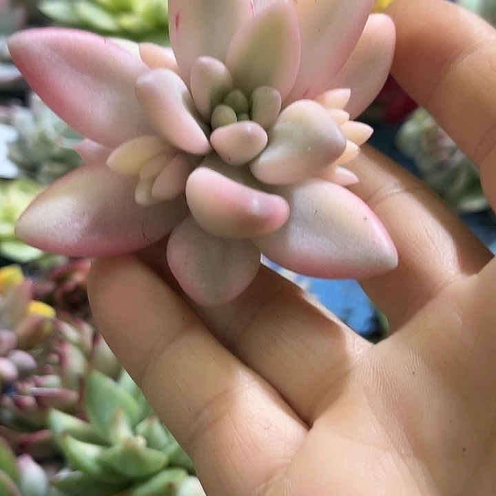 557正版蜜桃波波群无根