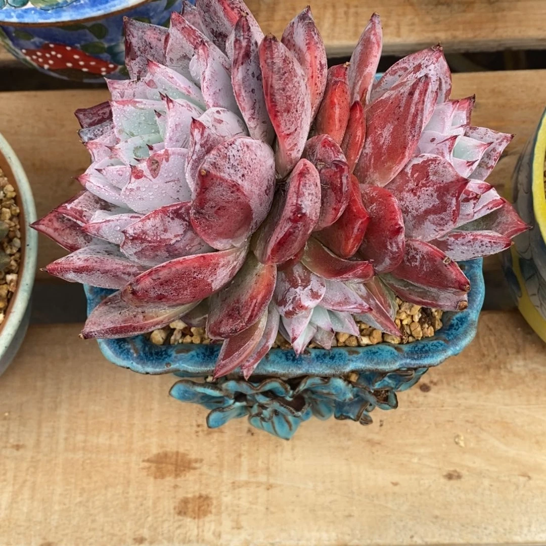 寄养多肉植物一物一拍