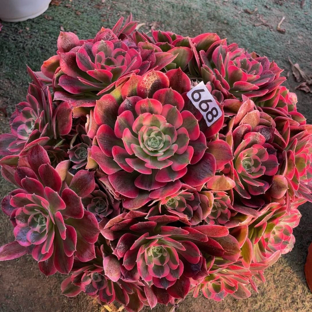 香*风668初恋精品法师多肉