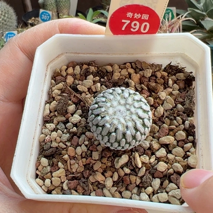 实生雪顶精巧殿一棵仙人球2.3cm