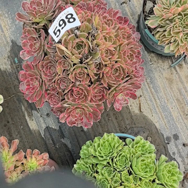 598安娜花花花2-11