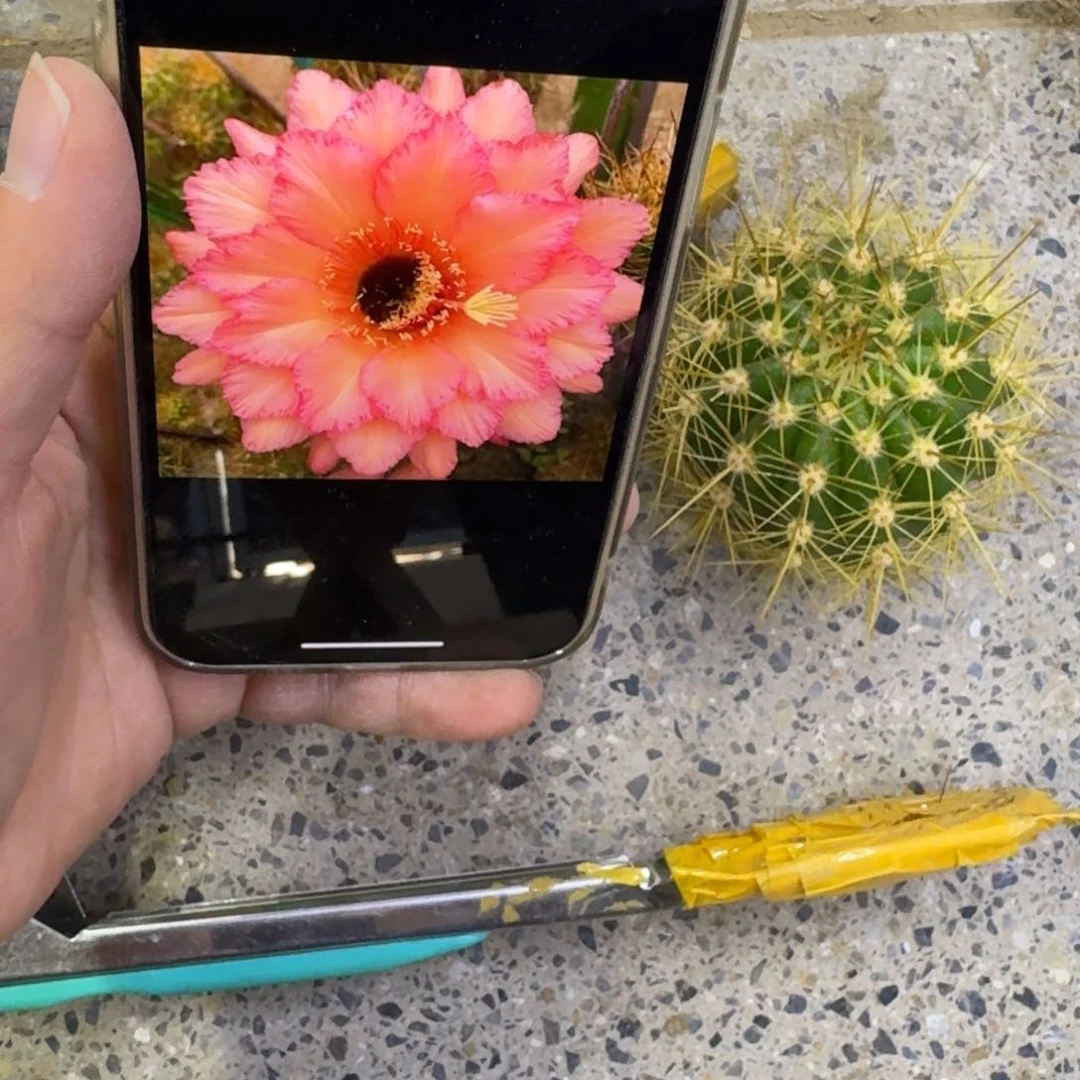 316毛花柱杰作歪无根侧牙4公分左右，20包邮