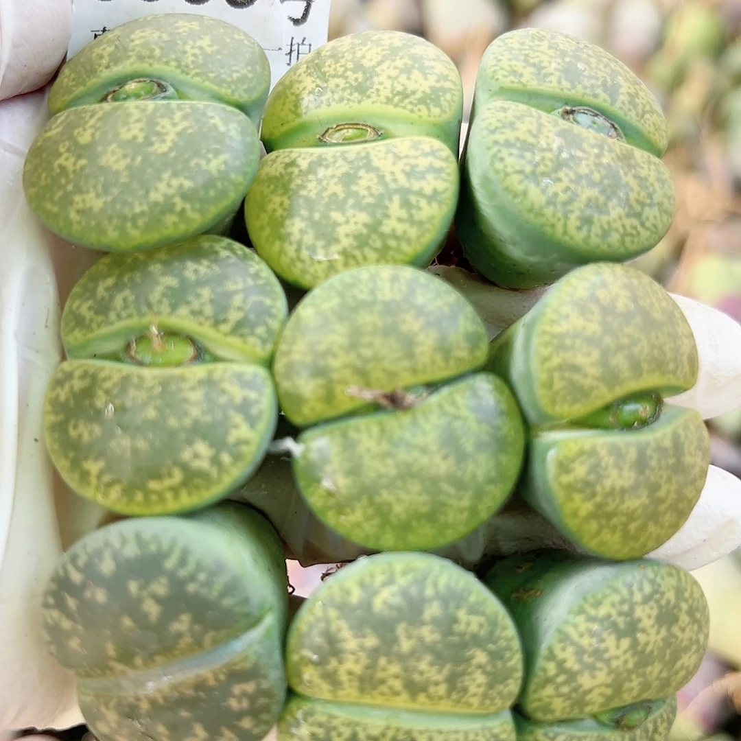 8535 好养易活生石花大母本9个