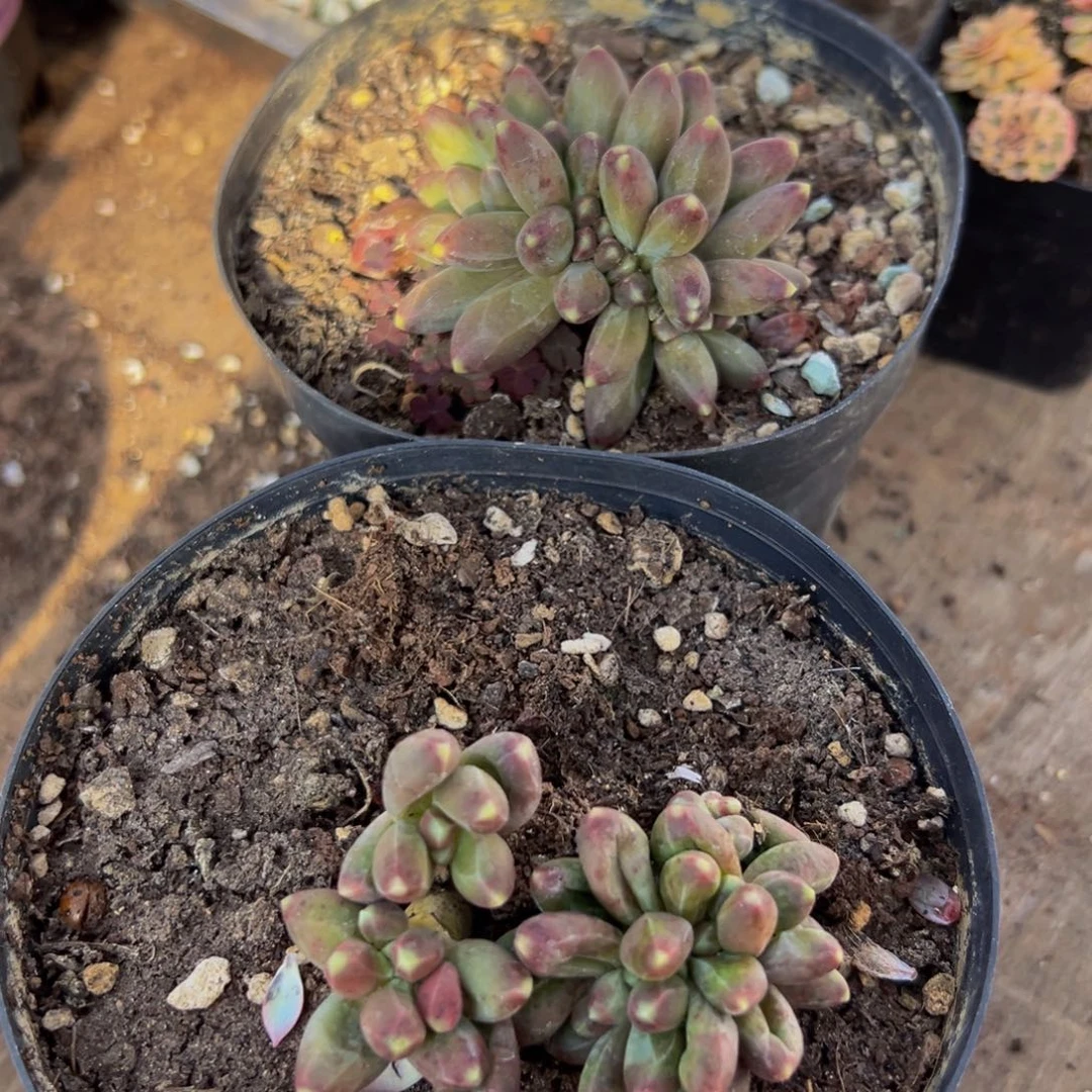 2颗大小不等随机同品