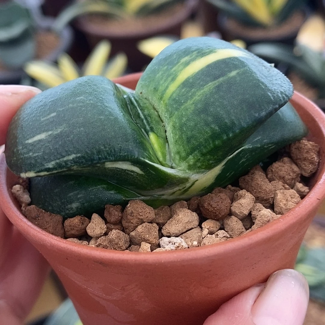 502卧牛实生锦带盆发货