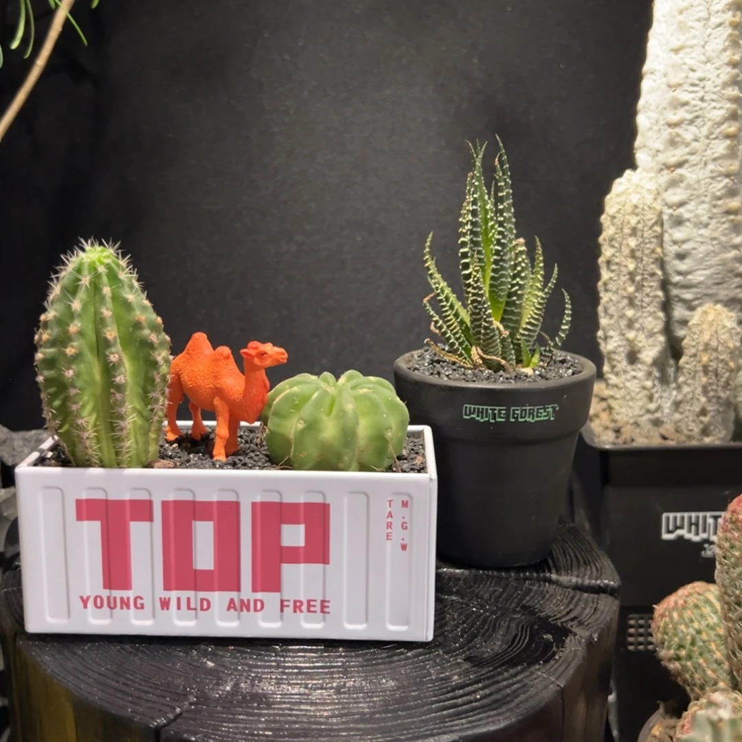 A23福利两盆一起一物一拍