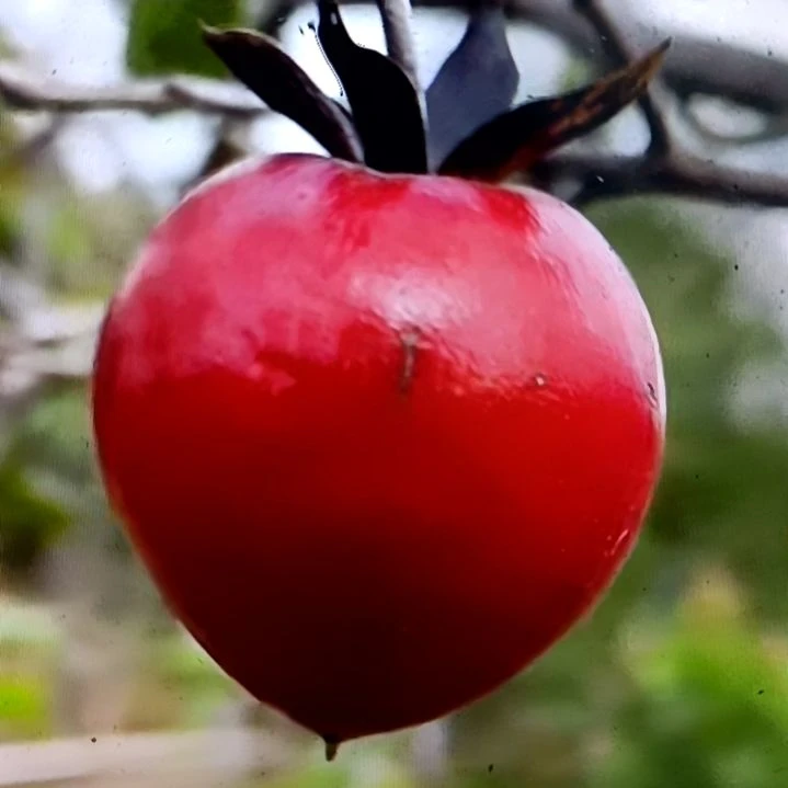 无花朵红富士根培苗