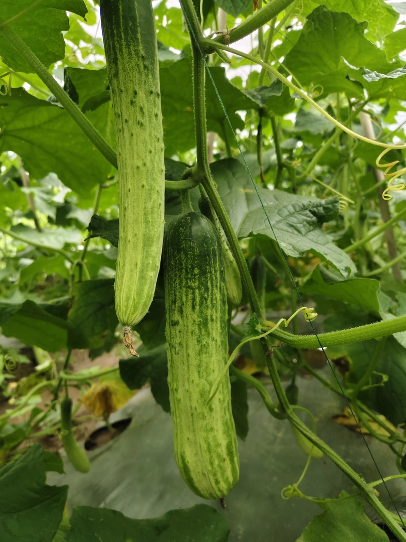 恩施利川本地高山老品种旱黄瓜