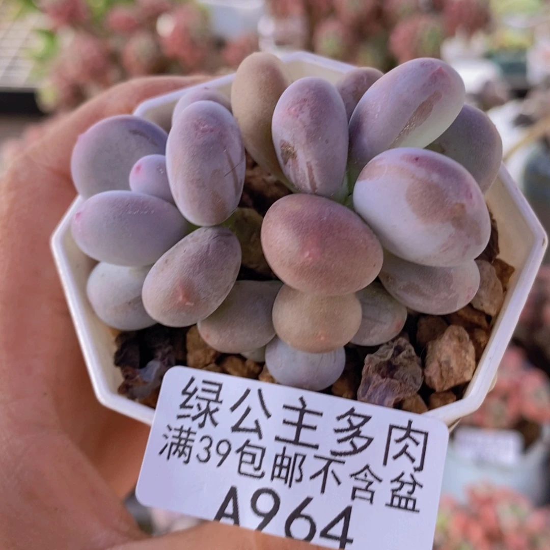 糖豆奶6cm964多肉植物