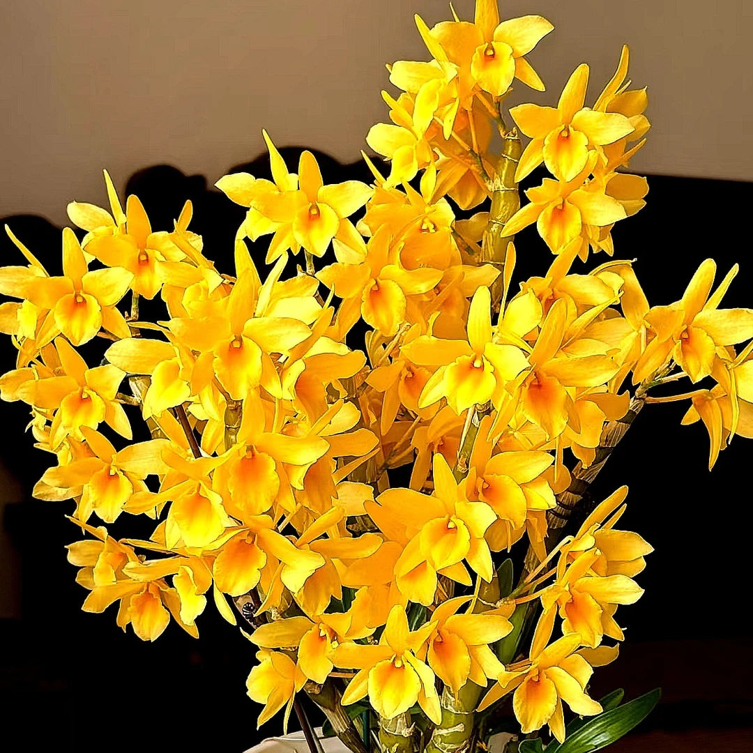 仙蒂｜春石斛（4支花剑） 颜色渐变有香味少有花卉盆栽