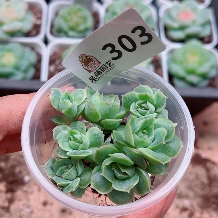 多肉植物多肉植物