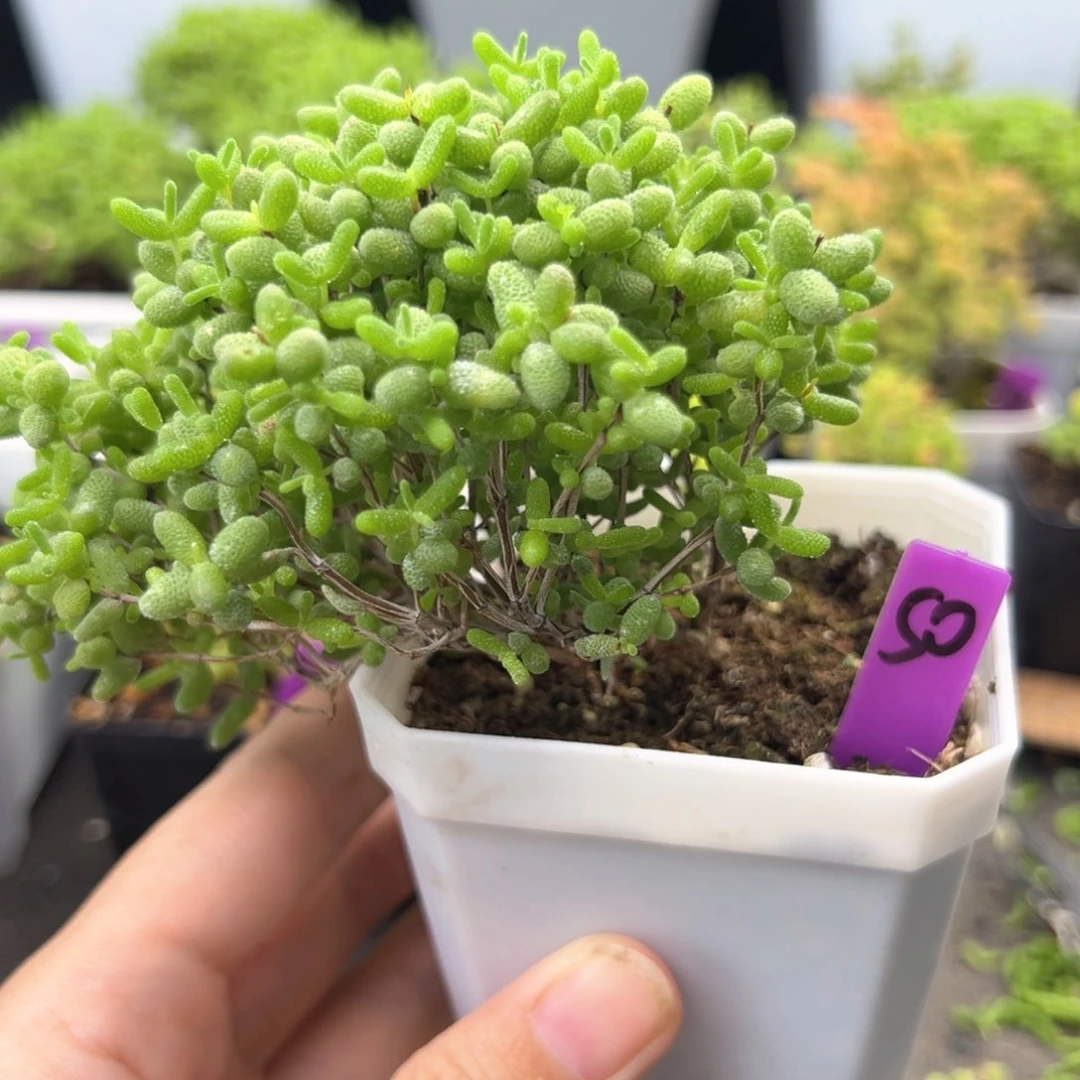 50号蜜橘悬崖桩一物一拍