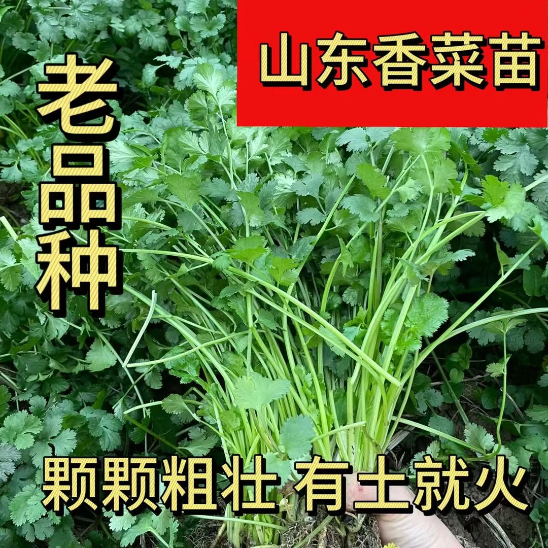 大叶香菜种子耐热春秋四季阳台盆栽蔬菜青菜草莓苗草莓苗盆栽
