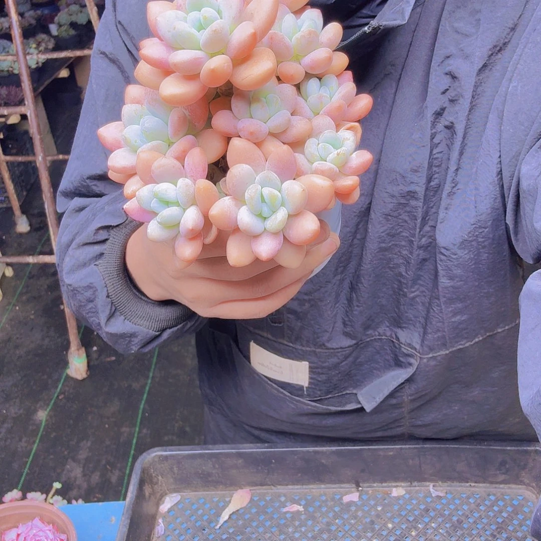 用***7804洛神一物一拍一物一拍
