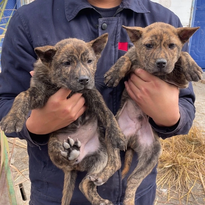 中华田园犬虎斑公母一对
