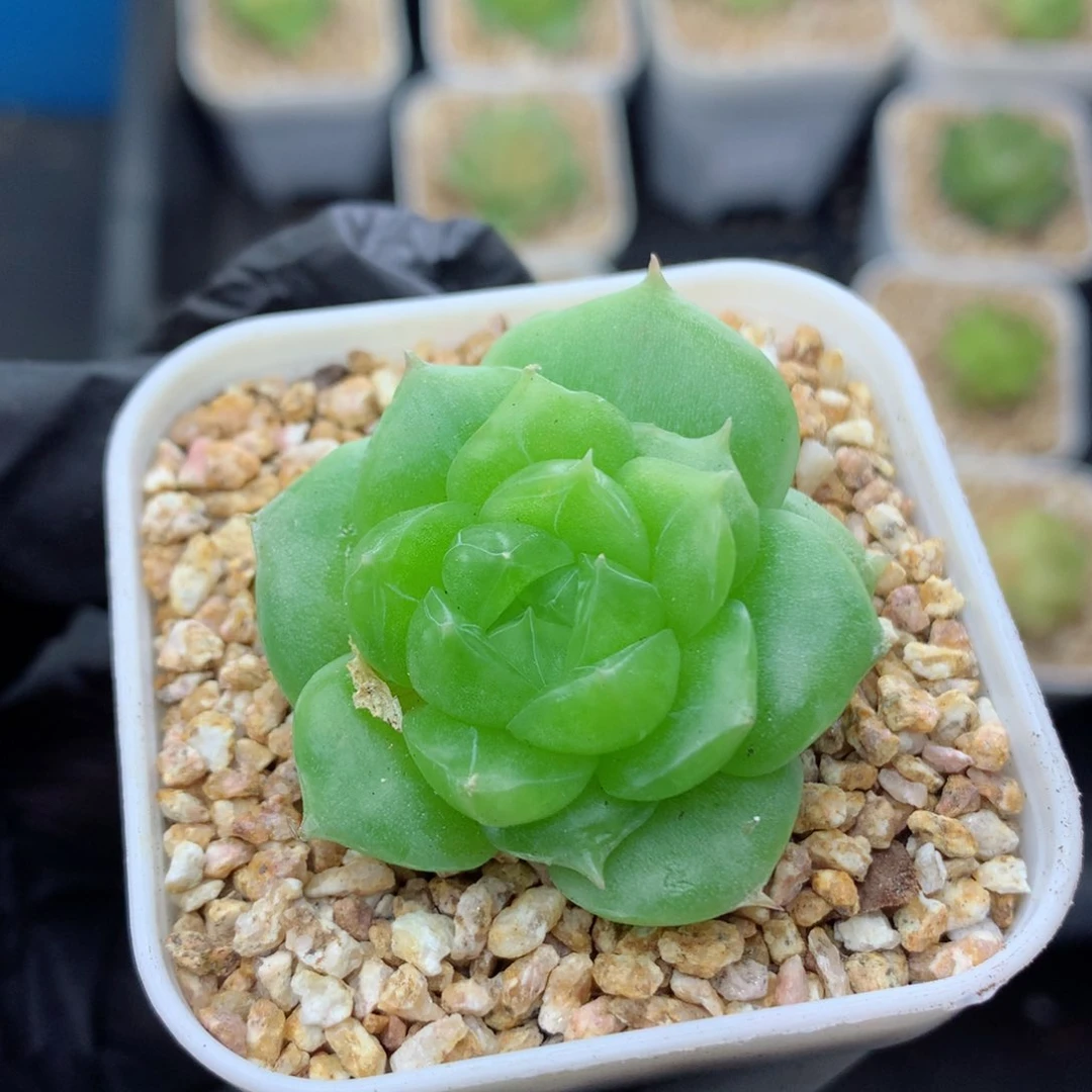 58包邮  群生不包整31