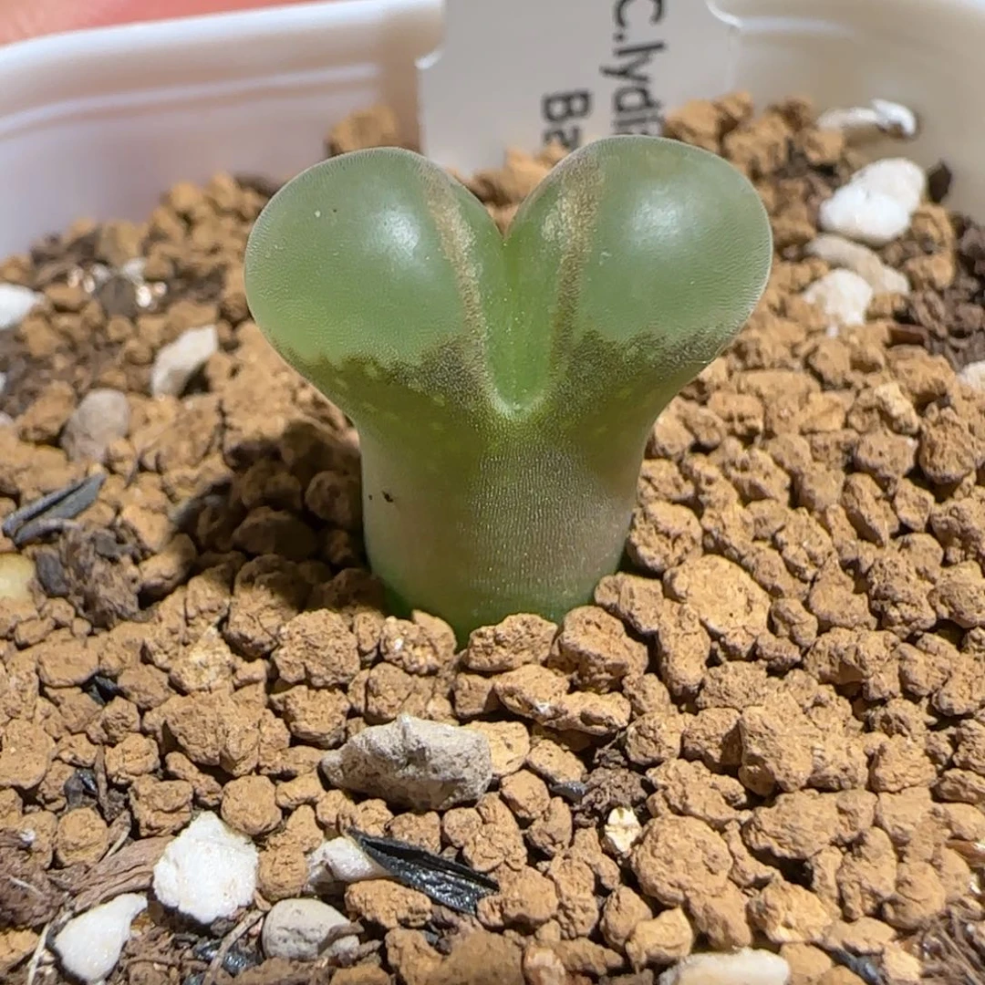 肉锥多肉植物组合-侧影556