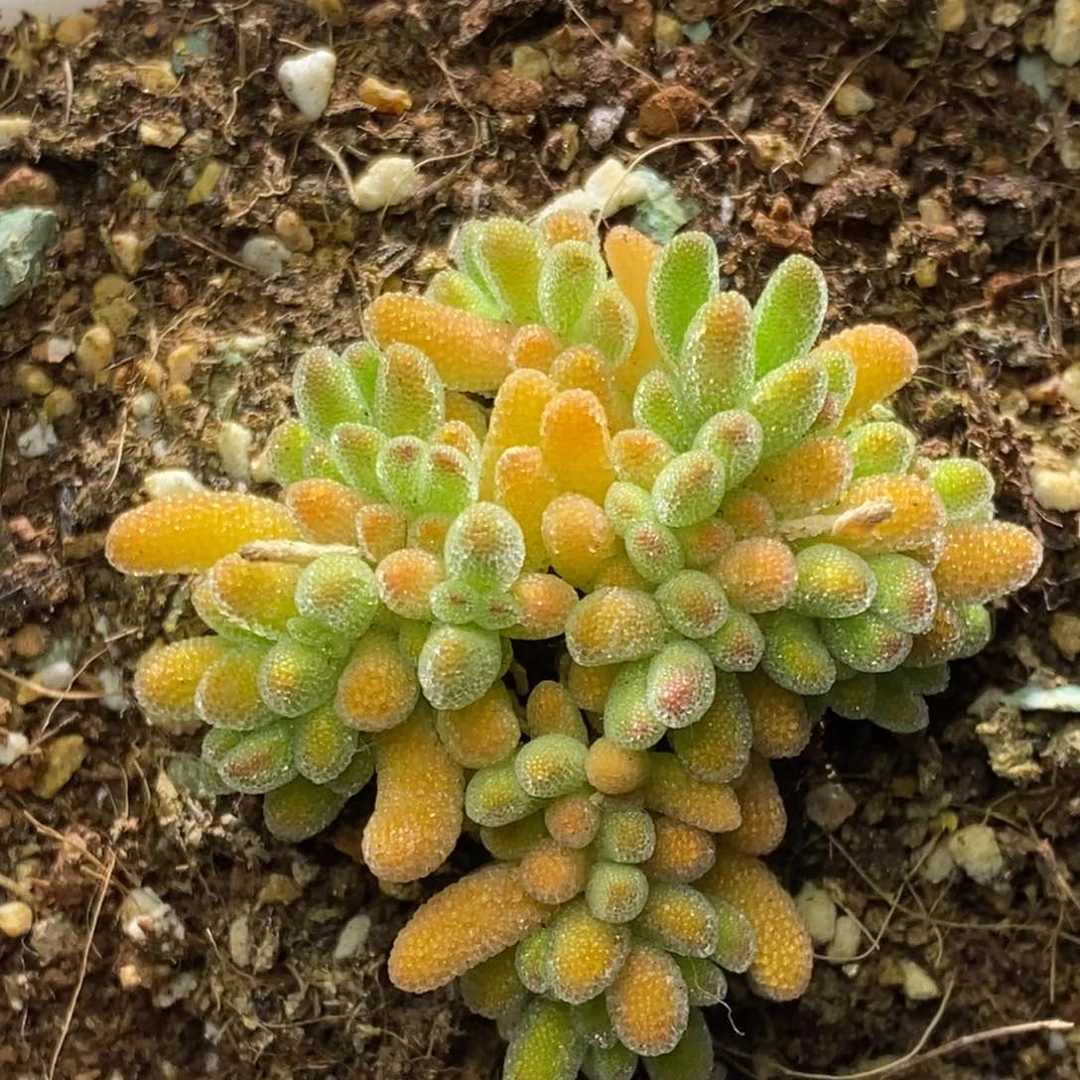 冰晶枝干番杏D796