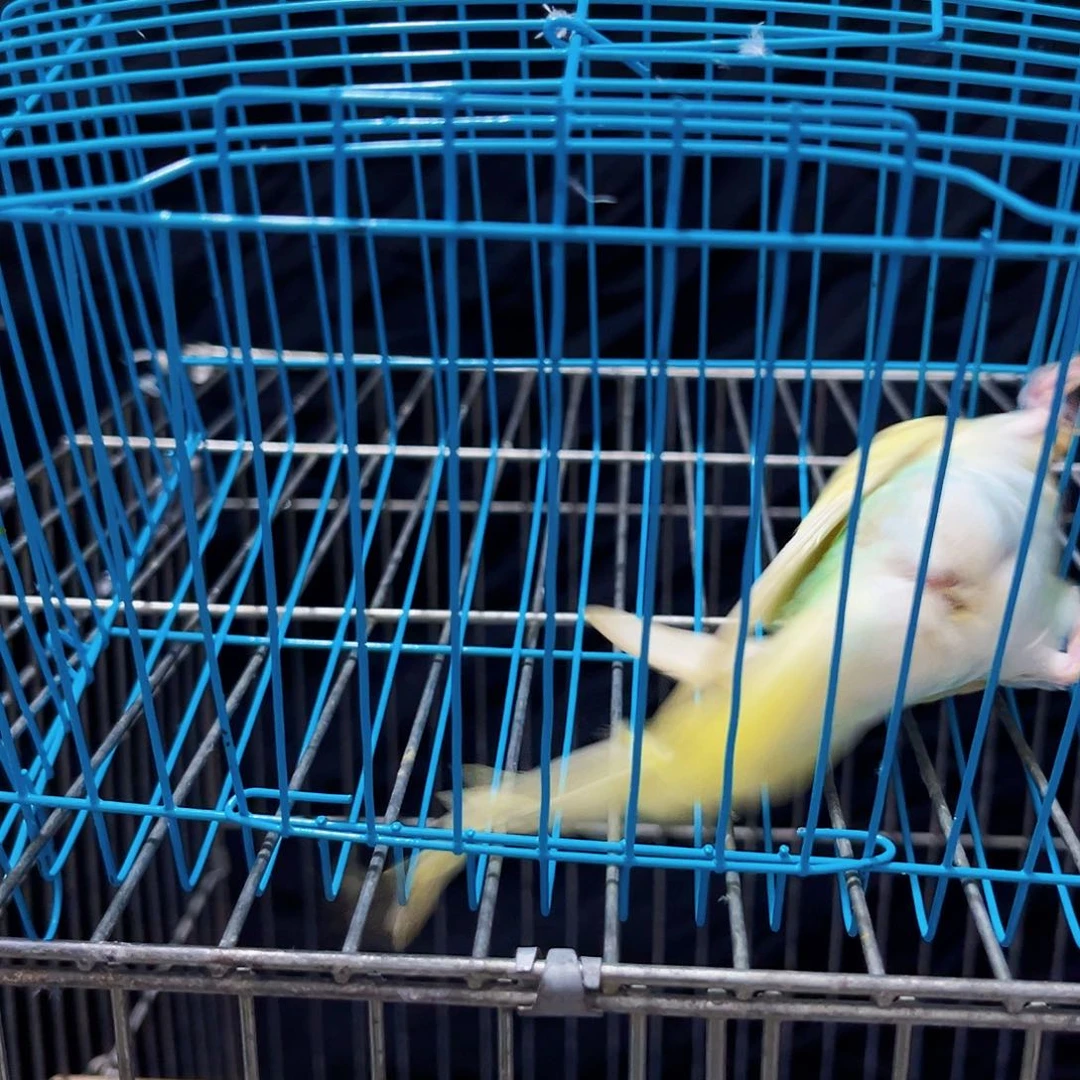 虎皮鹦鹉虎皮鹦鹉 金彩鹦鹉