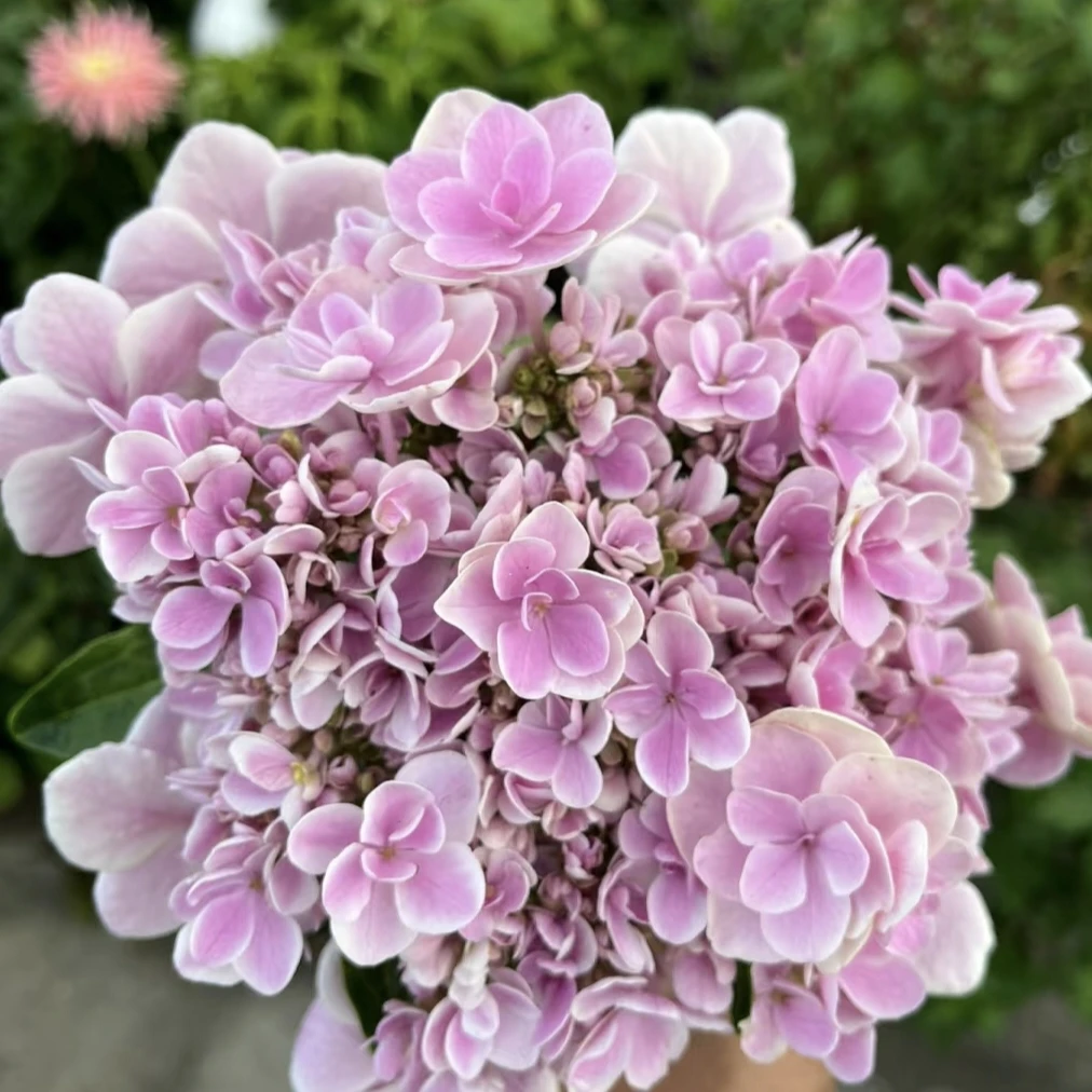 星星糖【小盆绣球】一年桩带花苞发货包对版室内桌面绣球盆栽