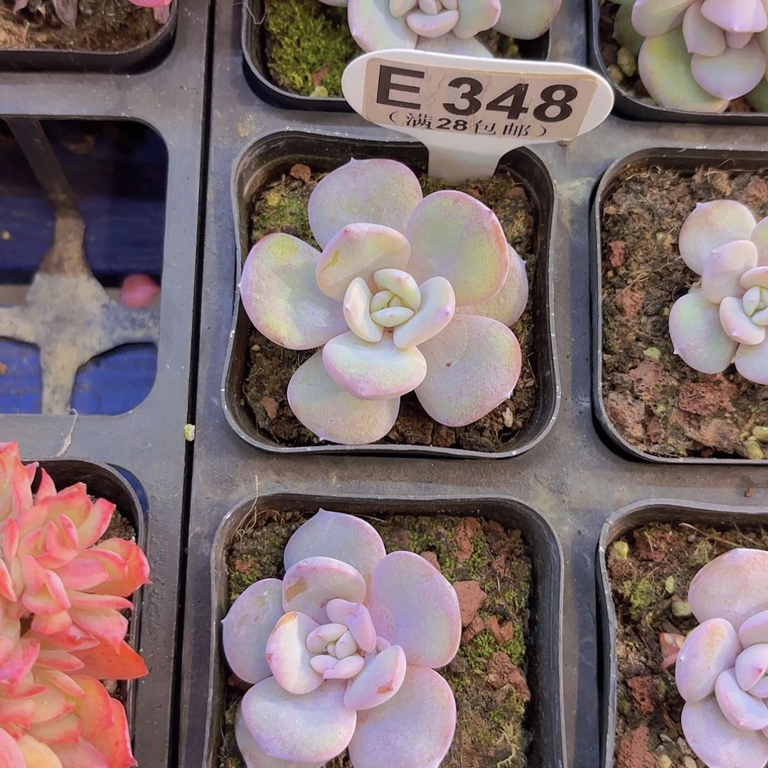 E348奶茶一物一拍